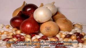 Лук севок — лучшие сорта для Сибири