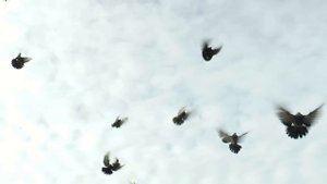 НИКОЛАЕВСКИЕ ГОЛУБИ./pigeons/ БАБОЧКА 2024 (1часть) +7(978) 820 81 45