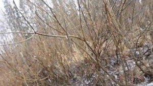 Рыбалка на скатывающегося  хариуса в  Коми осенью в октябре