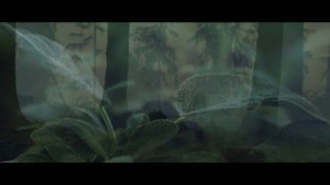 Scarborough Fair - Tal Barr