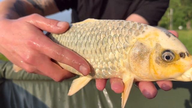Зарыбление карпами кои смотреть онлайн