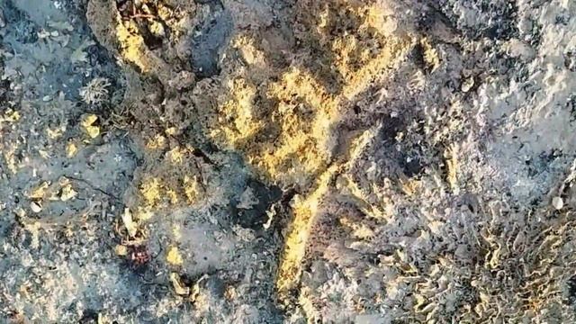 Морские существа Красного моря после отлива.