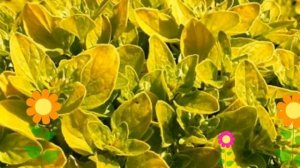 Душица обыкновенная Ауреум (Aureum). Краткий обзор, описание характеристик, где купить саженцы