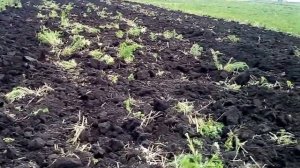 Плуг ПСКу-8. Курганская область