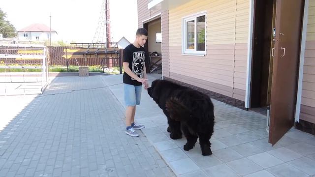 дай, Грэг, на счастье лапу мне! смотреть онлайн