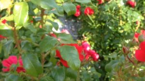 Клумбы из роз