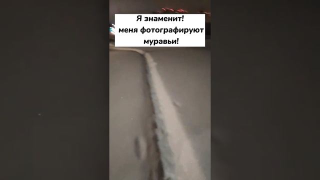 Я знаменит! Меня фотографируют муравьи!