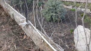Как я обрезала девичий виноград на сетке рабице.