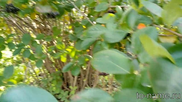 Черноплодная рябина смотреть онлайн