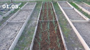 Первые подкормки посадок чеснока йодом и нашатырным спиртом