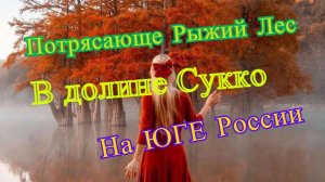 Потрясающе рыжий лес в долине Сукко на юге России