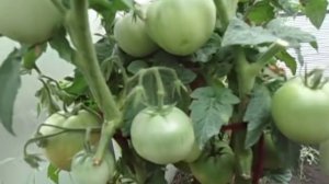 САМЫЙ ВЫНОСЛИВЫЙ ТОМАТ - СИБИРСКИЙ СОРТ ДЕМИДОВ. ВИДЕООБЗОР. Ольга Чернова 5 июля