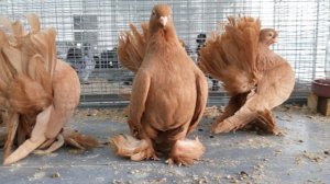 Выставка Голубей Краснодар    Декабрь, 2013