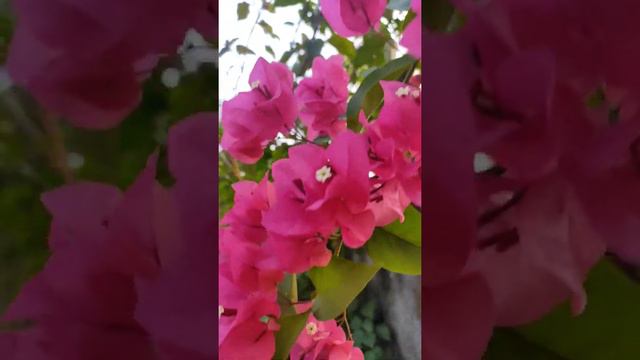 bougainvillea#bougainvillea#january #january4#flowers #flower #pink#beautiful #natural#2022