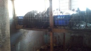 Куры породы Московская Черная