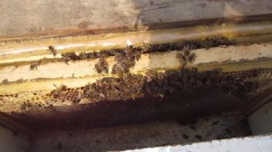 Изоляция матки бакфаст. Я ей не Доволен! 29.03.2018