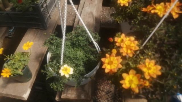 Ароматное солнышко в саду : БИДЕНС! смотреть онлайн