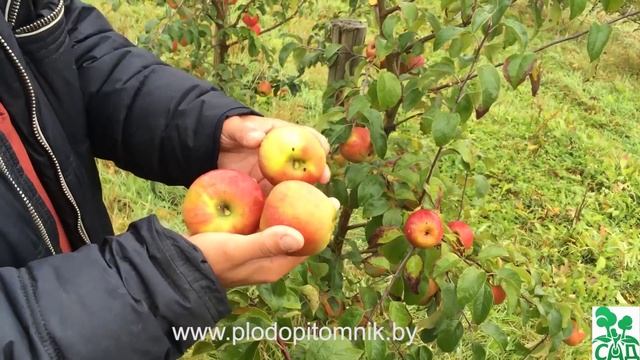 Яблоня сорт Память Сикоры смотреть онлайн