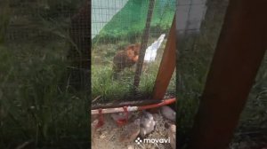 Содержание перепелов на улице