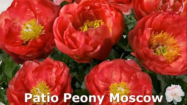 Пионы-патио | Посадка и Уход