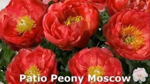 Пионы-патио | Посадка и Уход