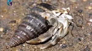 Рак-отшельник