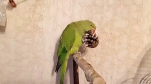 Попугай грызет шишку