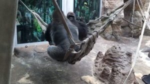 Гориллы дерутся) - gorilla fight