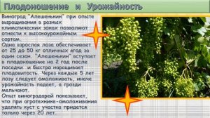 Алёшенкин виноград