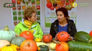 ТЫКВА и УХОД ЗА НЕЙ – Новинки Сортов Тыквы
