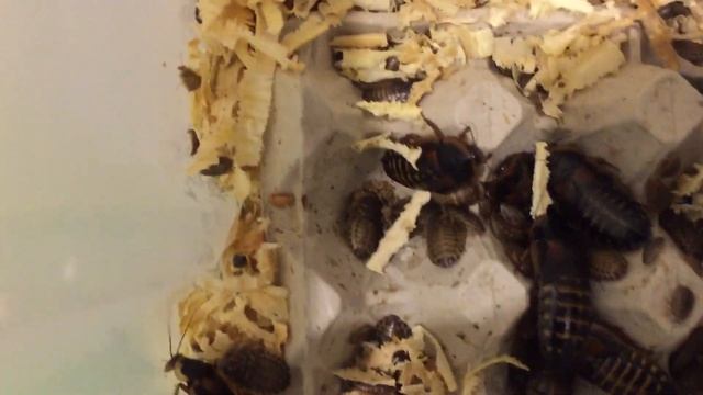 Содержание и разведение Аргентинского таракана смотреть онлайн