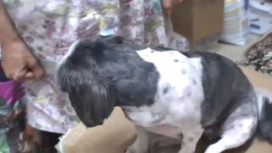 Летняя стрижка ШИ-ТЦУ! / стрижка собак