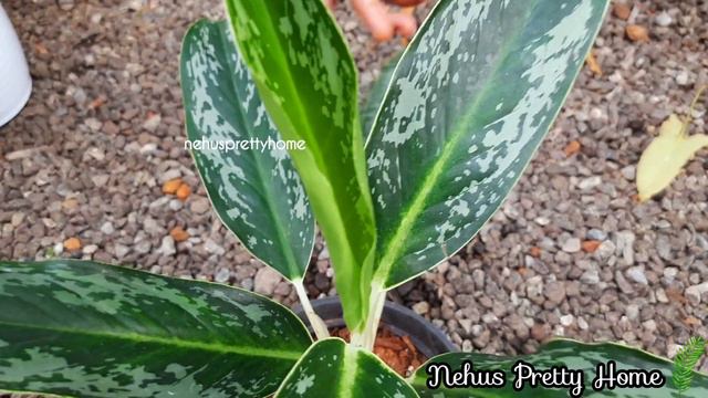 കുറഞ്ഞ വിലയ്ക്ക് ചെടികൾ|Aglaonema|Monstera|Sanseveria|Duckfeet Plant|Plant Sale|Low Price Plants 🌿