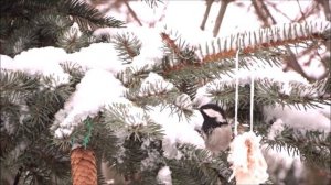 Московка  Чёрная синица