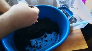 Павловния из семян. Подготовка почвы. Посадка семян.