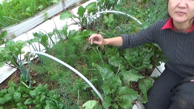 #мангольд #фенхель #шпинат.Полезные травы.Витамины на грядке смотреть онлайн