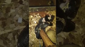 Амурский полоз охотится