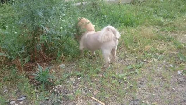 Бети. Стрижка под льва. смотреть онлайн