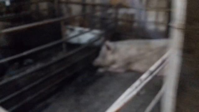 Почему желтеют листья на клубнике (ЗЕМЛЯНИКЕ). Как поживаю ПОРОСЯТА, небольшой обзор. смотреть онлайн