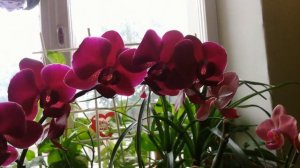 Сортовые фаленопсисы. Уход за орхидеями. Домашнее цветение. Varietal Phalaenopsises. Home flowering