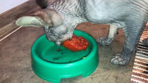 Канадский сфинкс ест помидор/ Canadian Sphynx eats tomato