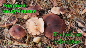 Рядовка чешуйчатая | Tricholoma imbricatum