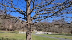 Pruning Pin Oak, Quercus Palustris