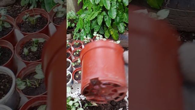 Top Rare Syngonium T25 Dwarf Variegated Propagation/Care Tips and Benefits смотреть онлайн