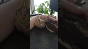 #harizma_ptichka Птенцы корелл 2.5 недели возраст.