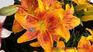 Лилия азиатская горшечная (lilium asiatic tiny parrot) ? лилия обзор: как сажать луковицы лилии