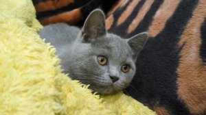 Британский котенок в 3 месяца