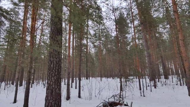 Прогулка в зимнем сосновом лесу  / лес зимой в 4К / Walk through the forest in winter in 4K