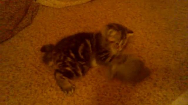 Первый день котенка дома смотреть онлайн