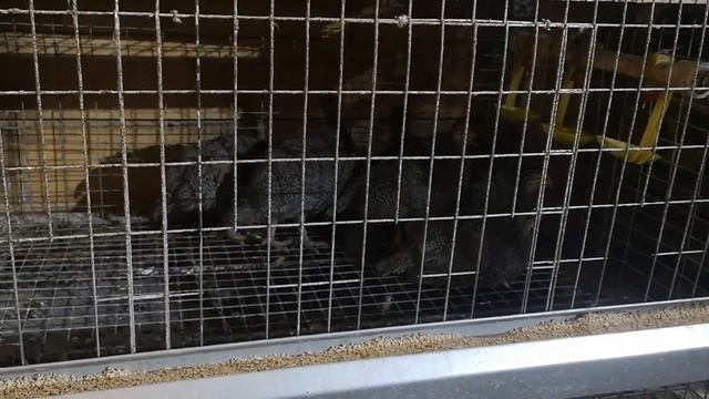 Бройлерная цесарка 25, дней пересадил из брудера смотреть онлайн